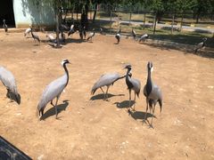 -秦皇岛野生动物园