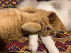 -喵屿·大理花园猫咖