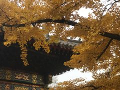 -红螺寺