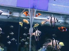 -烟台海昌鲸鲨海洋公园