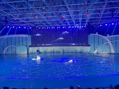 -海合安青岛极地海洋公园