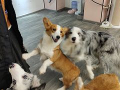 -浣熊柯尔鸭土拨鼠·电玩咖