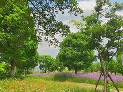 -西山漾湿地公园