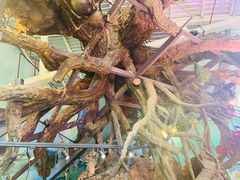 -正佳雨林生态植物园