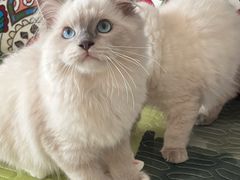 -珠海悠米米努特矮脚猫舍