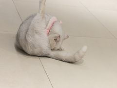 -怪兽屋·羊驼·猫咖·狗咖(俊华广场店)