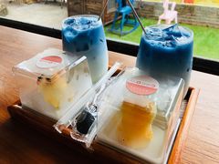 -柴犬高等学院·狗咖·柴犬售卖·宠物训练