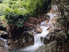 -海南霸王岭国家森林公园
