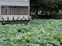 -荔湾湖公园