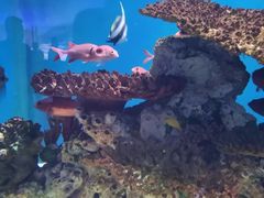 -海合安武汉极地海洋公园