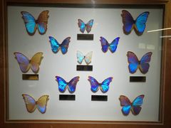 -上海昆虫博物馆