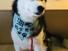 海参-Husky Go! 哈士奇体验馆·宠物咖啡厅狗咖
