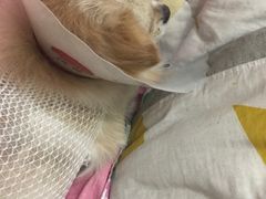 -美联众合宠物医院·爱萌分院·内外科·猫科中心
