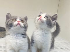 -lincat·猫舍(广州店)