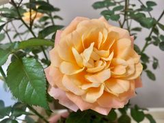-双季花艺园艺市场(浦东店)