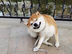 -萌宠之家·腊肠犬·马尔泰·小体犬舍