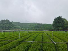 -龙坞茶村
