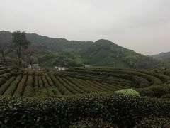 -龙井村