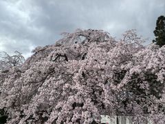 -醍醐寺