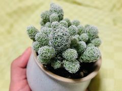 -老街小馆(证大清丰园店)