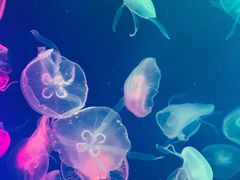 -成都浩海立方海洋公园