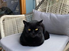 -喵屿·大理花园猫咖