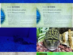 -上海海洋水族馆