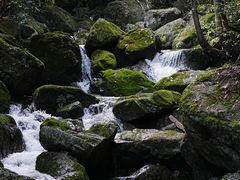 -天目山大树王景区