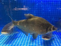 -姜君·千岛湖鱼头馆(浦东大道店)