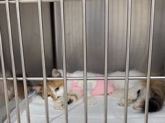 -美联众合动物医院·24h京西诊疗中心