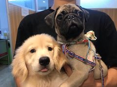 -翊宠yipet猫狗购宠庄园犬舍•猫舍