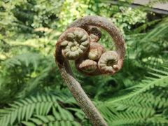 -中国科学院华南植物园