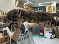 -安安宠医·臻爱宠物医院·宠保定点(营门口路分院)