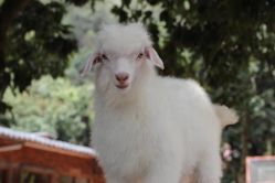 -花漾摄影优选工作室(东莞原创作品店)