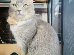 -MOCHA明星猫咖(田子坊店)
