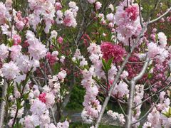 -南汇桃花村