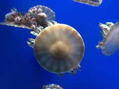 -海合安武汉极地海洋公园