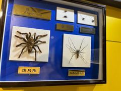 -上海昆虫博物馆