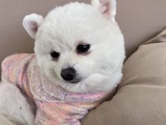 -怪兽屋·羊驼·猫咖·狗咖(俊华广场店)