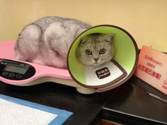 -安安宠医宠物医院·异宠·犬猫内科(岳阳分院)