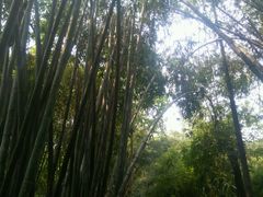 android_upload_pic-望江楼公园