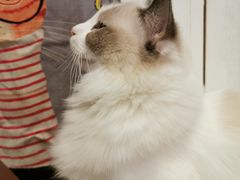 -猫小院猫主题餐厅(三里屯店)