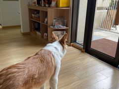 -佐罗家宠物馆·猫文化馆(紫霞路店)