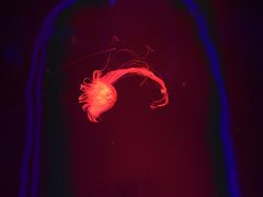 -芜湖新华联大白鲸海洋公园