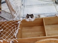 -喵屿·大理花园猫咖