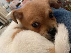 -佳雯宠物医院(金华南路分院)