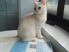 -喵的天空名猫咖啡馆·撸猫·猫舍·用品