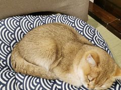 -逗柴咖啡屋·狗咖猫咖宠物桌游