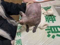 -瑞派宠物医院·24h·骨外科·皮肤科·全科宠物医疗转诊中心(沈阳浑南院)