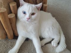 -泰国佛·塔罗·泰牌狐仙古曼